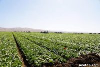 Dole’s Spanish Salad Vision Summit