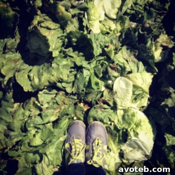 Venturing to a California Lettuce Farm with Dole