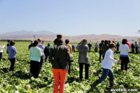 Walking Through Harvested Lettuce Fields at Dole Farm