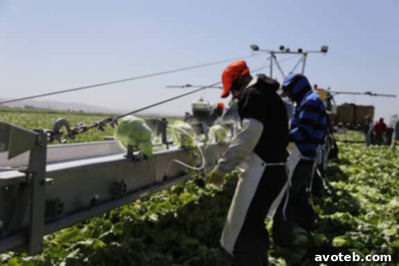 Efficient Lettuce Harvesting Process at Dole Farm