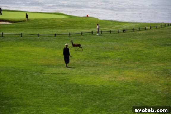 Heidi and a Curious Deer on 17-Mile Drive