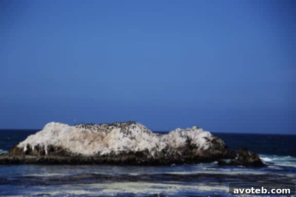 Wildlife Spotting: Otters on the California Coast