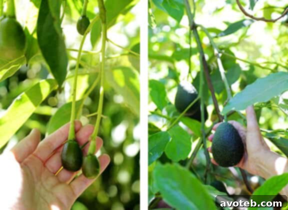 Baby avocados on the tree.