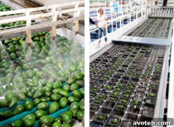 Avocados being processed at the packing plant.
