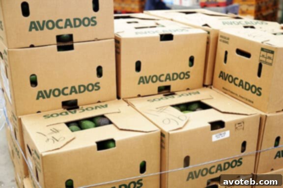Crates of fresh California avocados ready for shipping.