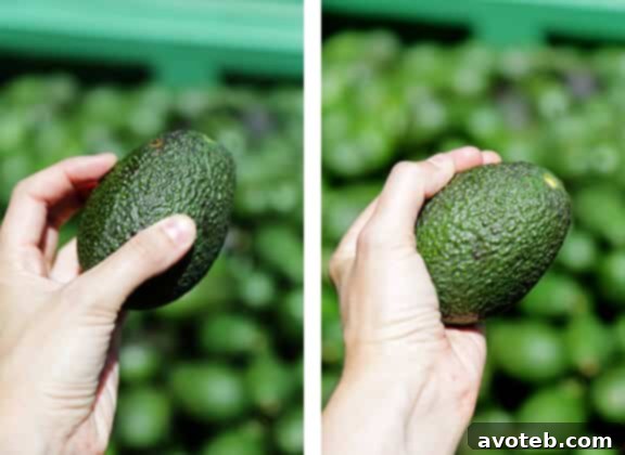 Avocados on a conveyor belt at the packing plant.