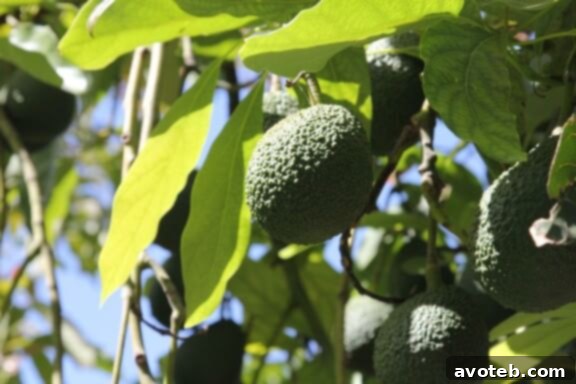 California Avocados - Freshly harvested from the grove.