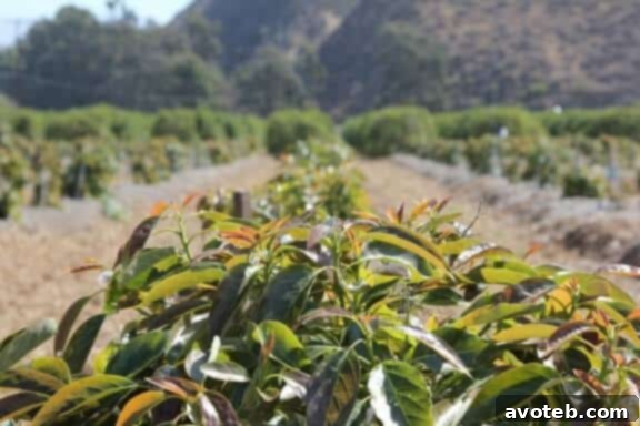 Saying goodbye to California avocado groves.
