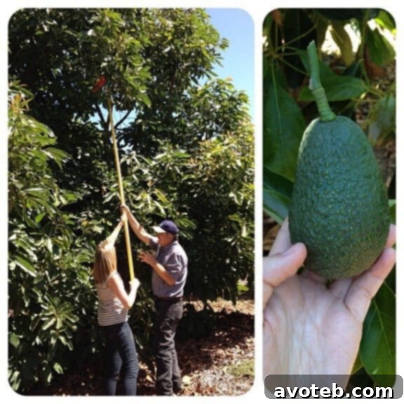Workers harvesting avocados by hand.