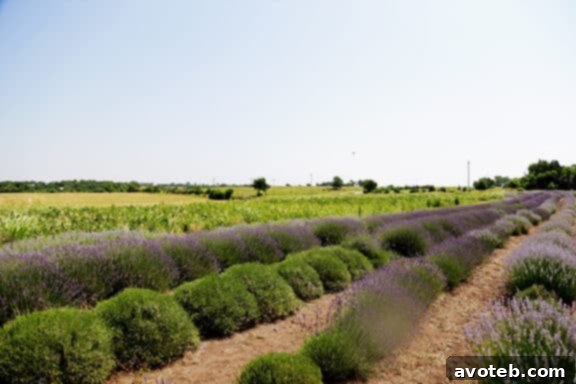 Lavender Farm 3