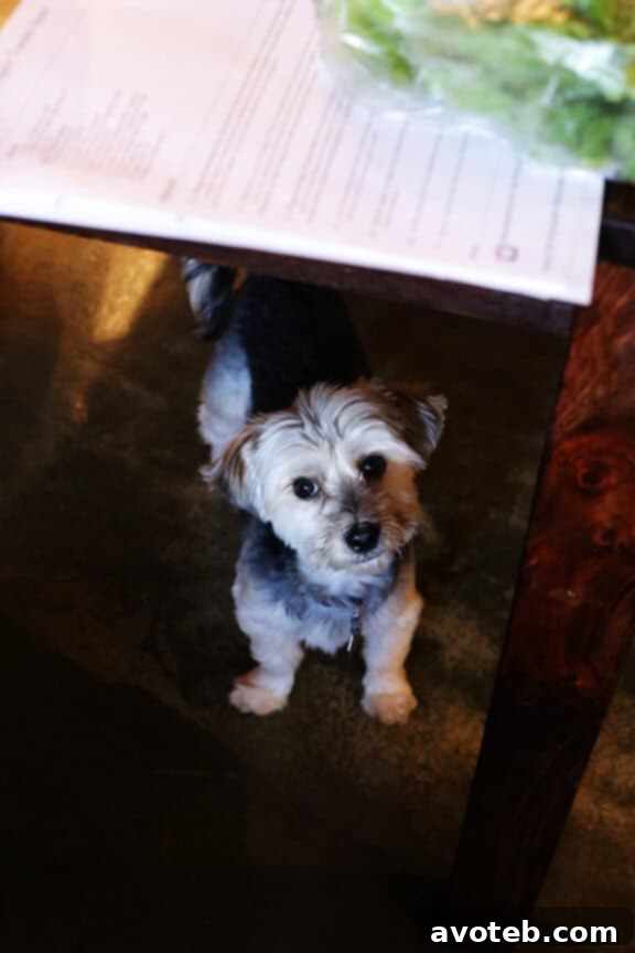 A small dog playfully watching the cooking process, adding charm to the kitchen