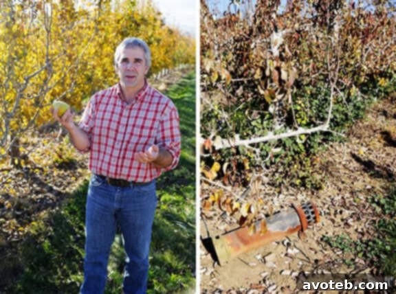 Harry & David Pear Orchard with Unique Heating System