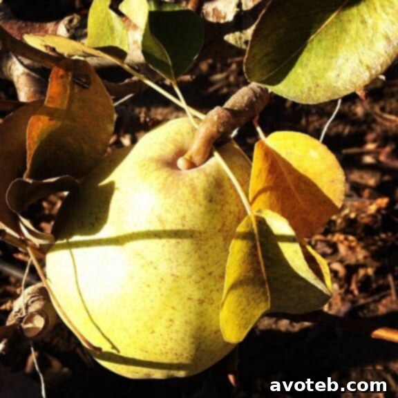 Remaining Pears on the Branch in Harry & David Orchard