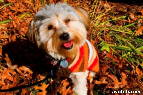 Henry rockin' the fall sweater Henry the puppy wearing a cozy fall sweater