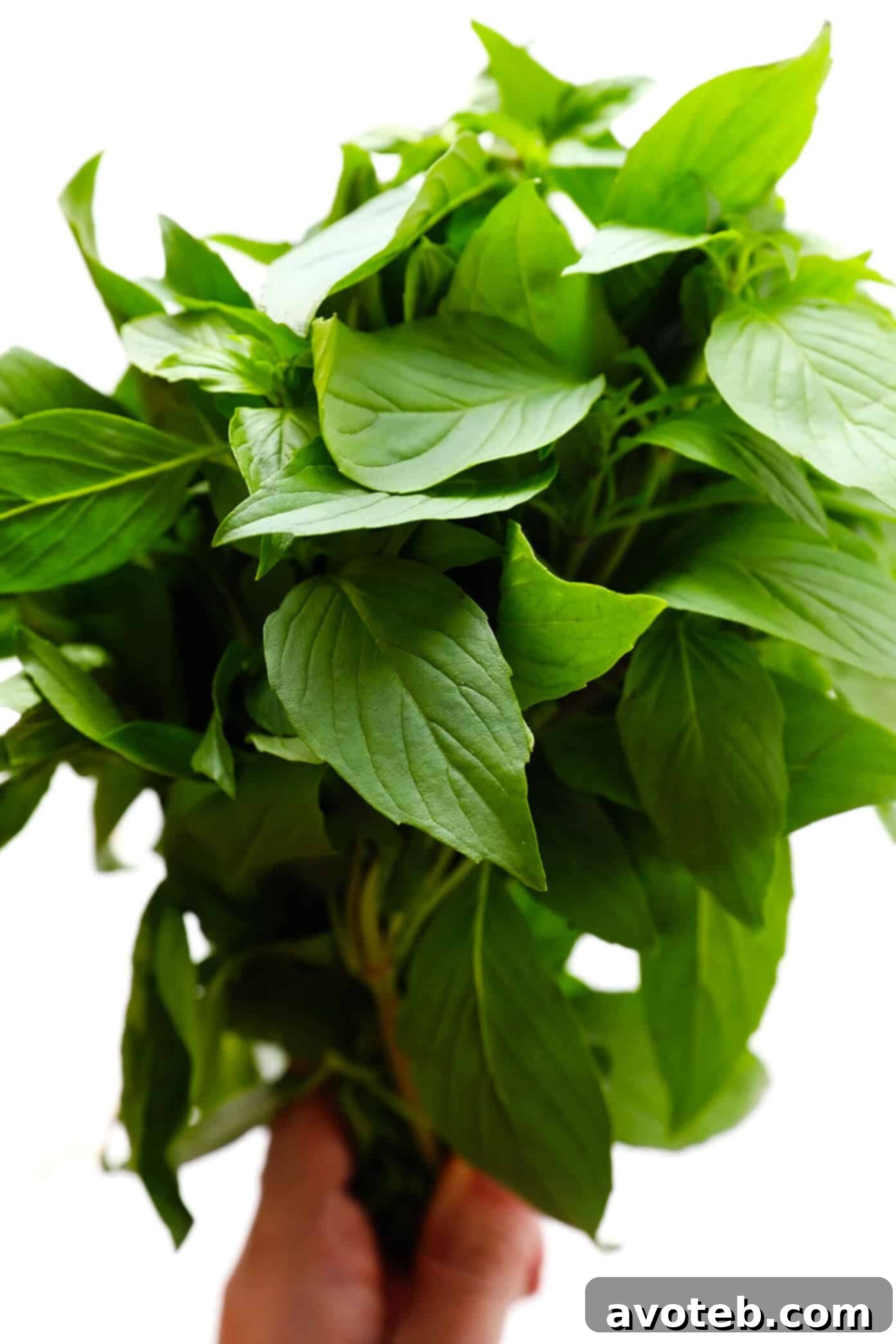 Fresh Thai Basil Leaves - Essential ingredient for authentic Pad Kee Mao flavor.