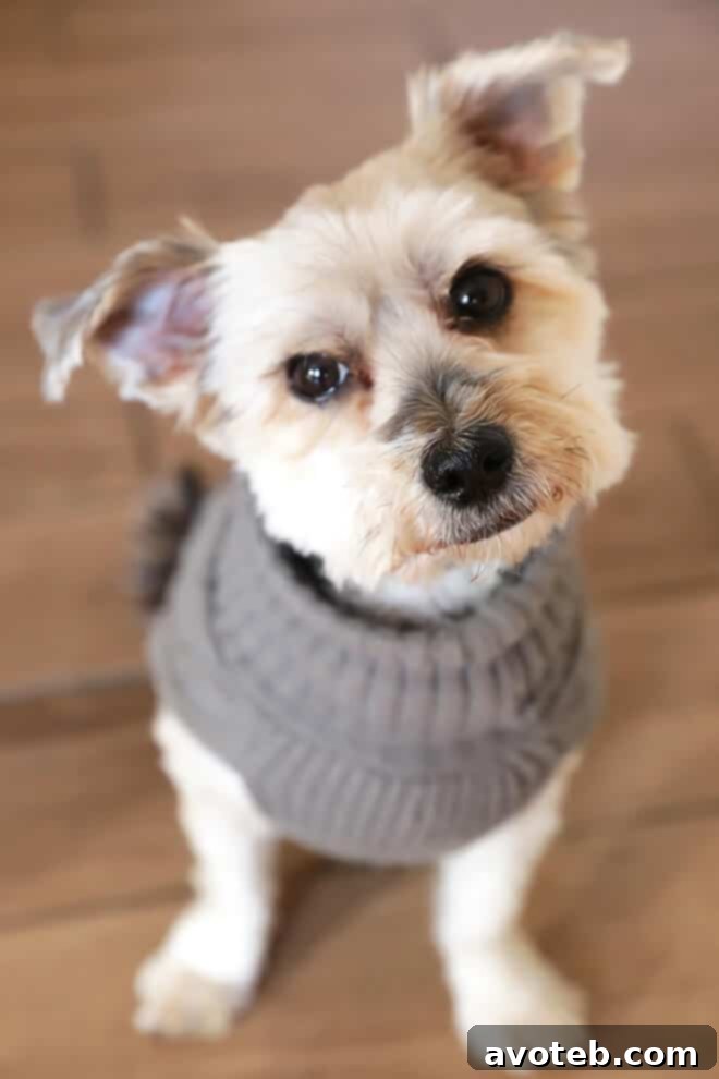 Adorable dog Henry in his winter sweater, a heartwarming moment