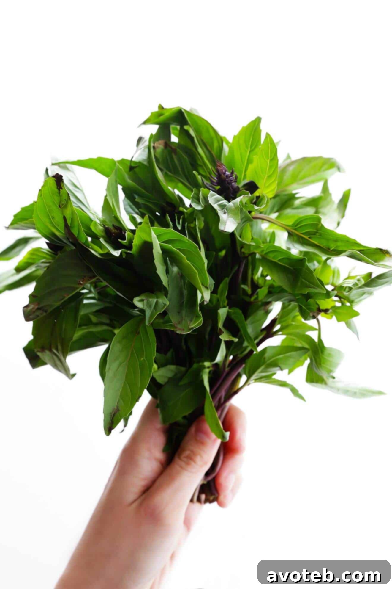 Speedy Thai Basil Chicken Stir-Fry 4 Fresh Thai Basil is the star ingredient in this quick, easy, and flavorful 20-Minute Thai Basil Chicken stir-fry recipe.