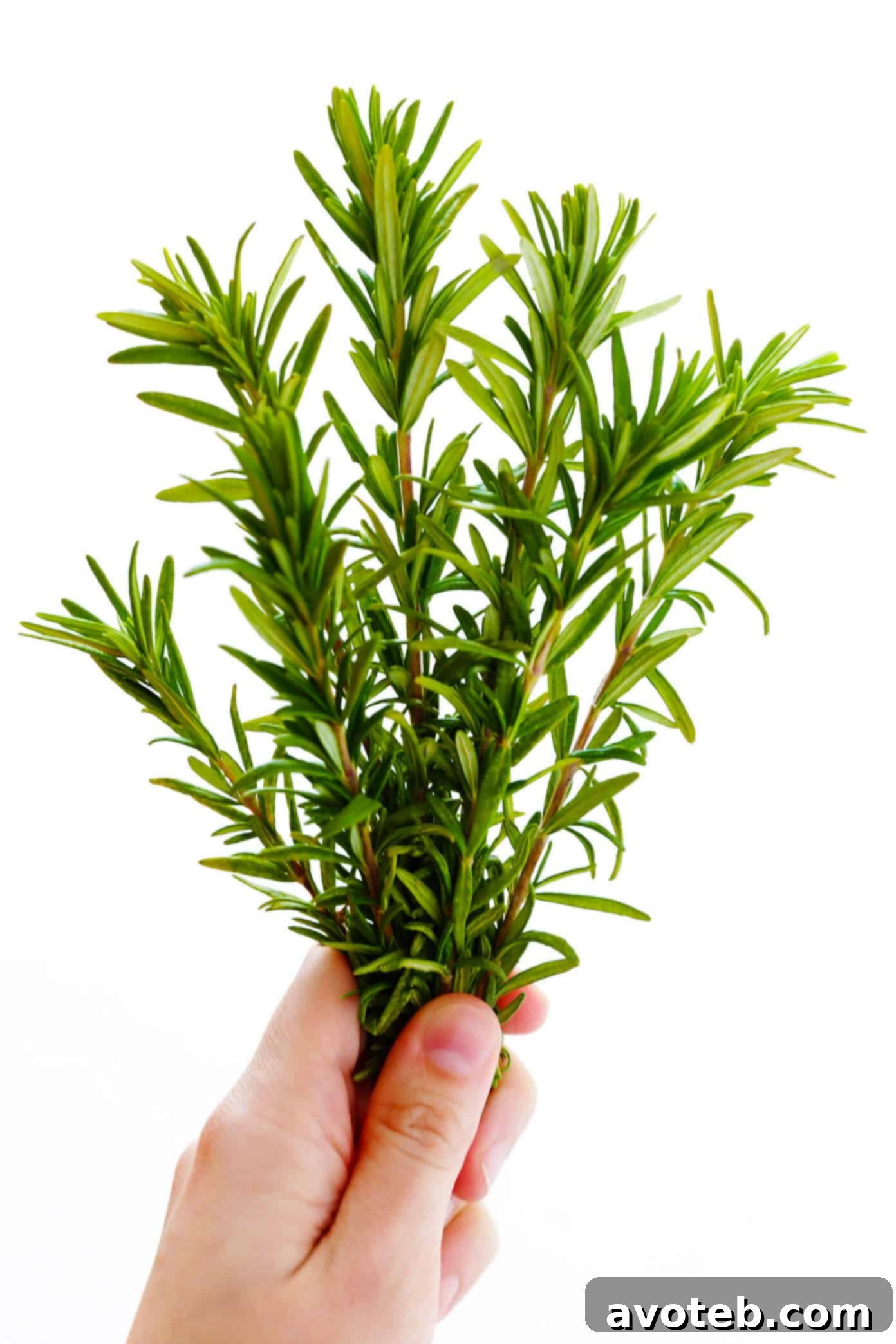 Fresh Rosemary for Focaccia Bread