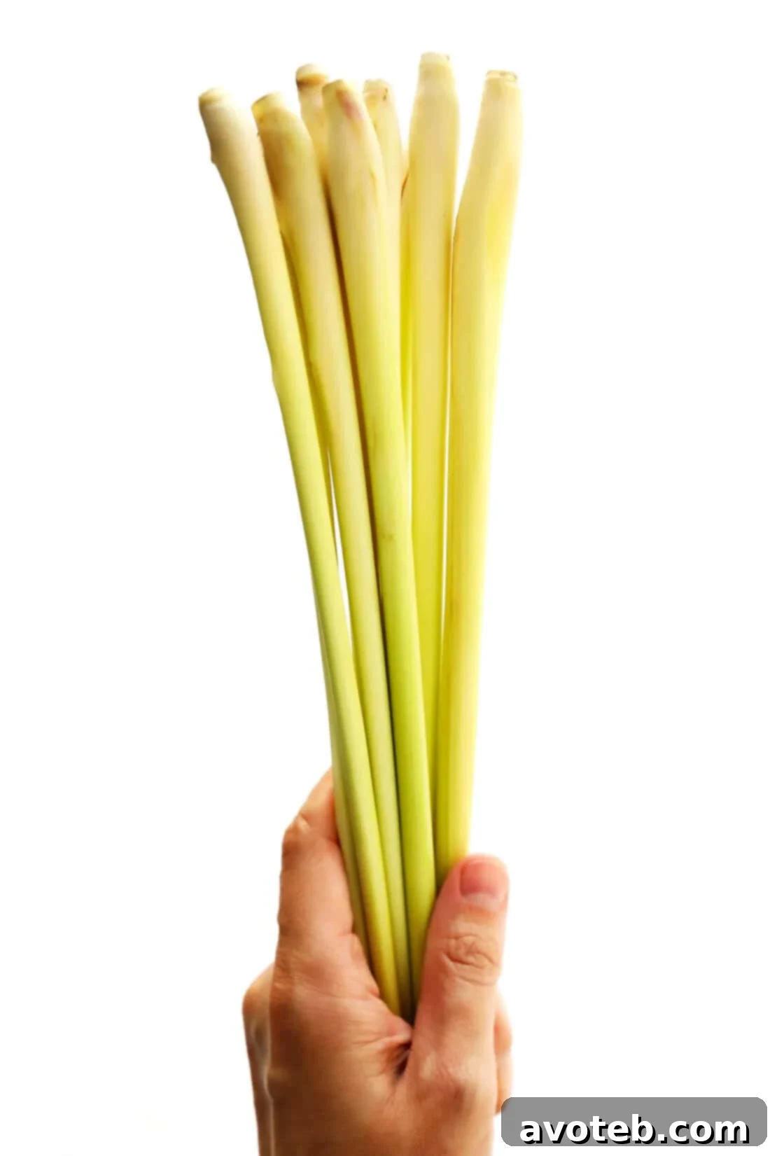 Fresh Lemongrass Stalks