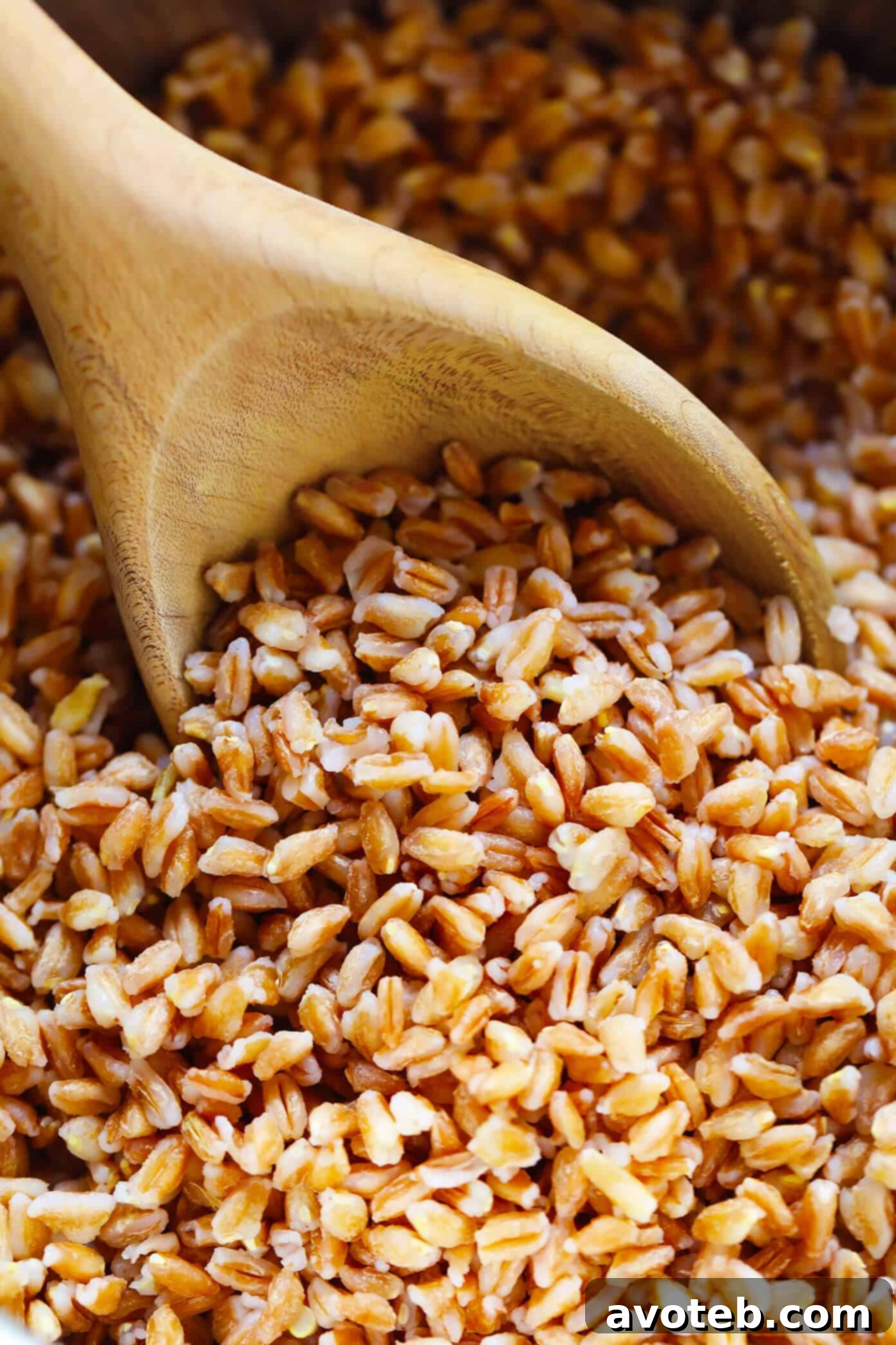 Cooked Farro Fluffed with a Fork
