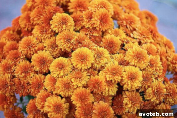 Autumn mums, adding color to the market A vibrant display of colorful chrysanthemums (mums) in full bloom