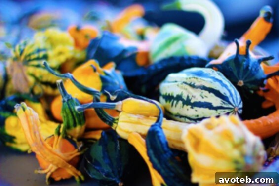 An autumnal display of various gourds in rich fall colors, signaling the arrival of the autumn season.