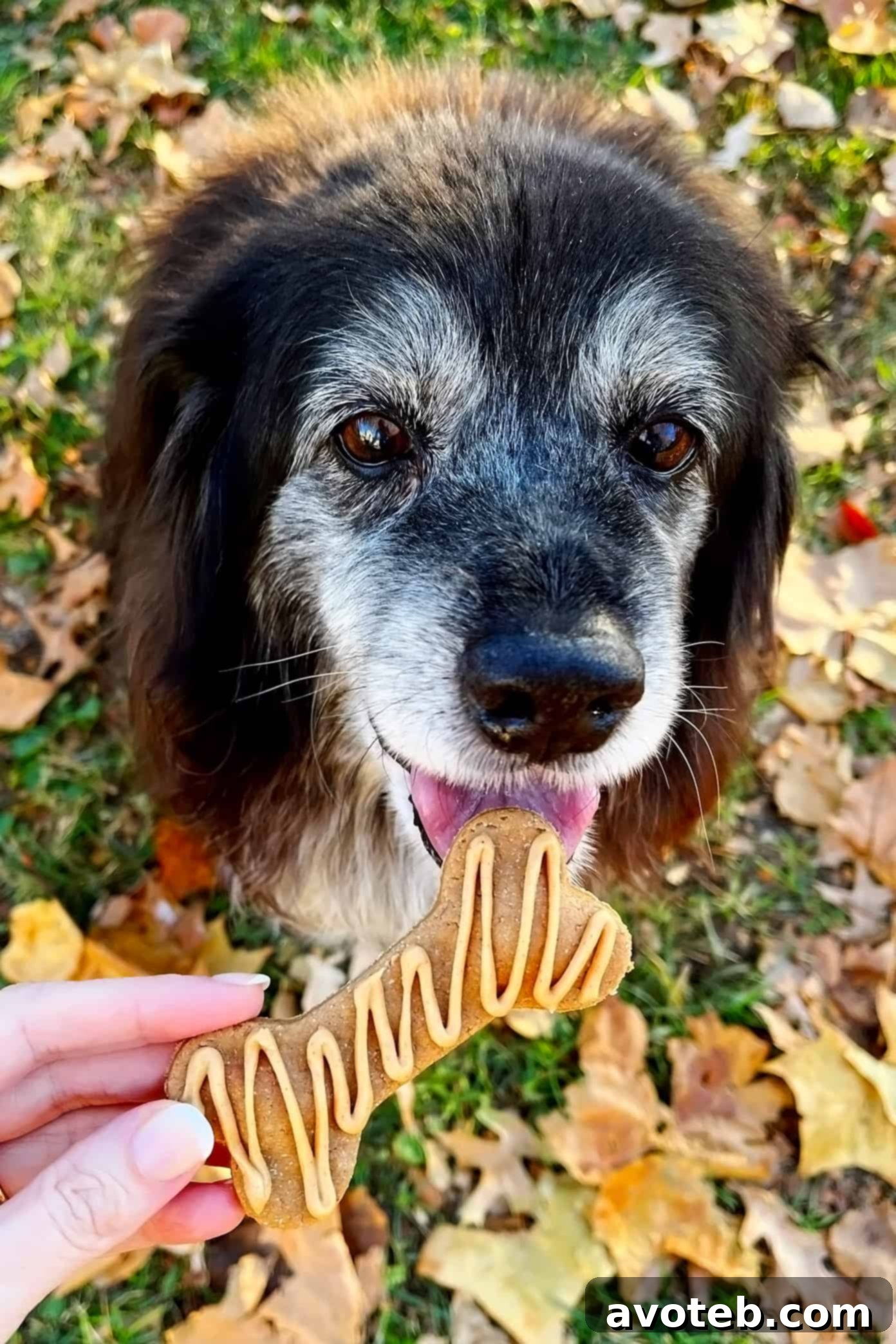 A happy dog sitting patiently, looking forward to a homemade treat.